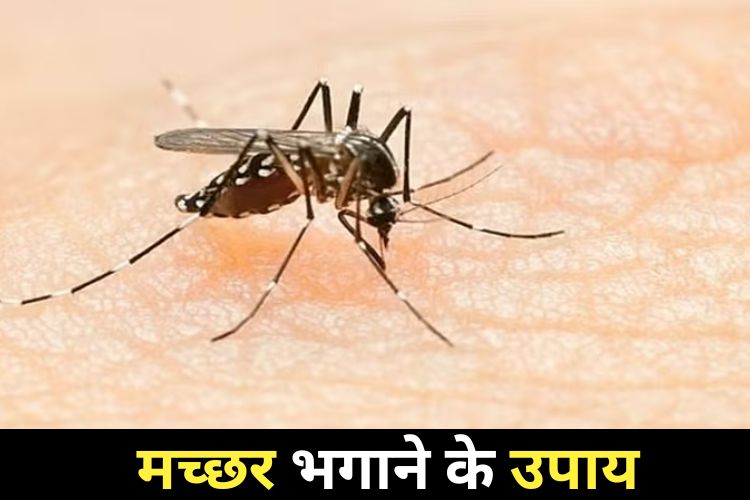 शाम को घर में घुस आता है मच्छरों का झुंड, तो अपना लीजिए ये घरेलू तरीके